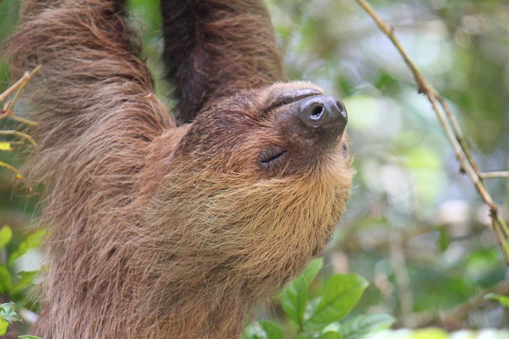 Cuyabeno 4 Day Jungle Tour