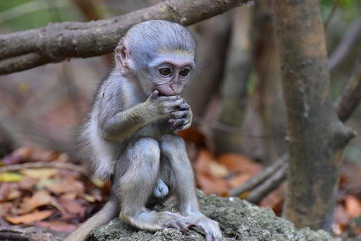 Barbados Small-Group Monkey Feeding Experience
