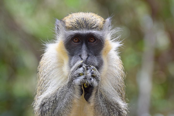 Island Adventure Harrison's Cave Monkey Feeding lunch inclusive