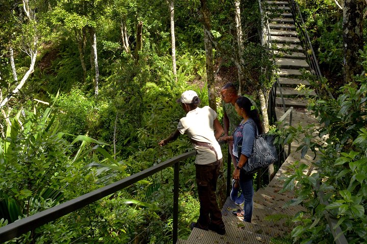 Ebony Forest Reserve Chamarel - Take a Hike Tour