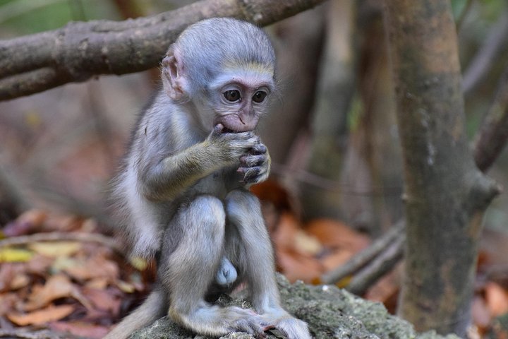 Island Adventure Harrison's Cave Monkey Feeding lunch inclusive