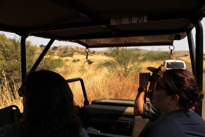 Full Day Pilanesberg Experience in Open Vehicle