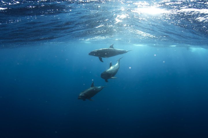 Swim with Wild Dolphins in Hurghada