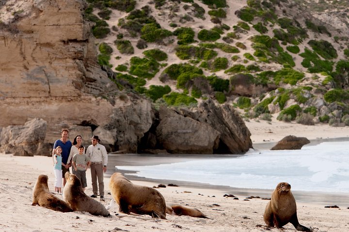 Kangaroo Island Small‑Group Scenic & Wildlife Day Tour