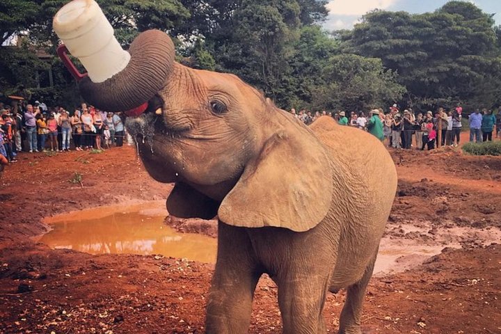 David Sheldrick Elephant Orphanage Half-Day Tour in Nairobi