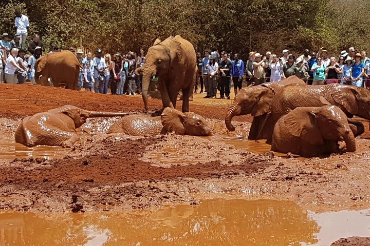 David Sheldrick Elephant Orphanage Half-Day Tour in Nairobi