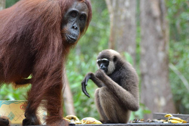 Orangutan Tanjung Puting Day Trip