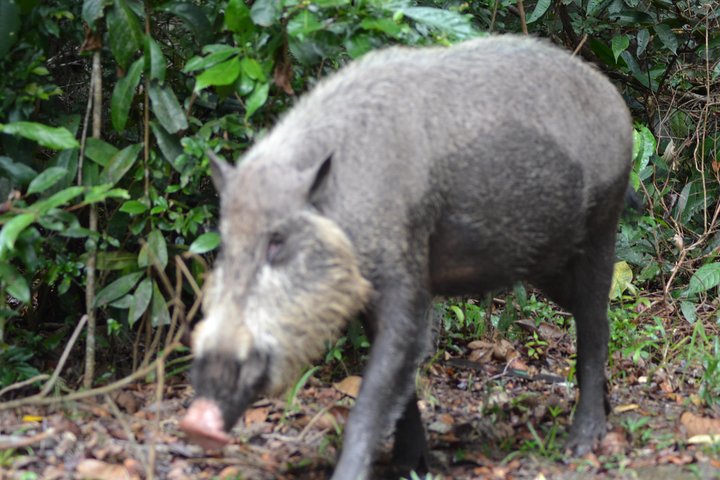 5 Days Truly Orangutan Wildlife Jungle Trail