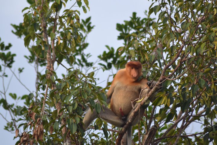 Dayak Lamandau & Orangutan Tanjung Puting Park Tour 6 Days