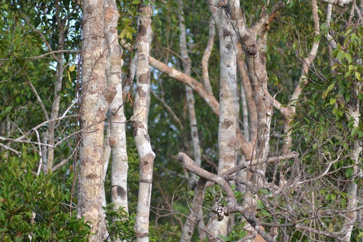 5 Days Truly Orangutan Wildlife Jungle Trail