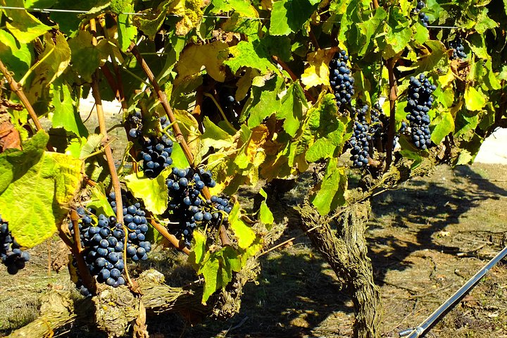 Maipo Valley Wine Tour with 4 vineyards from Santiago.