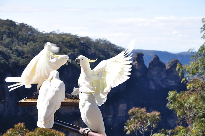 Blue Mountain Small Group Tour All Inclusive