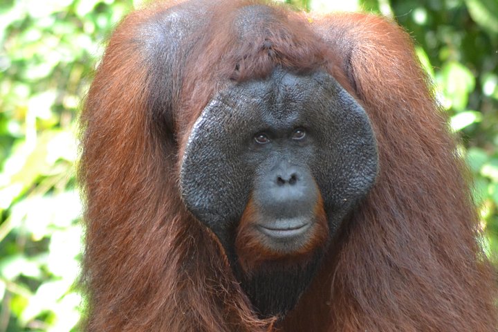 Orangutan Tanjung Puting Honeymoon CoupleTour