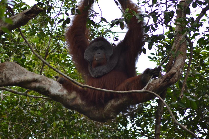 5 Days Truly Orangutan Wildlife Jungle Trail