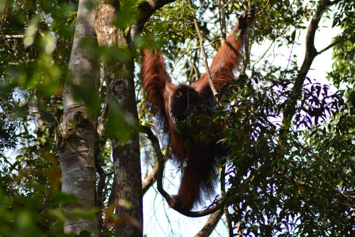 5 Days Truly Orangutan Wildlife Jungle Trail