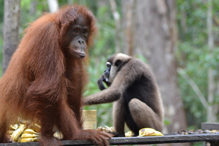 Orangutan Tanjung Puting Honeymoon CoupleTour