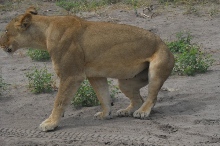 Chobe Full Day Safari Trip