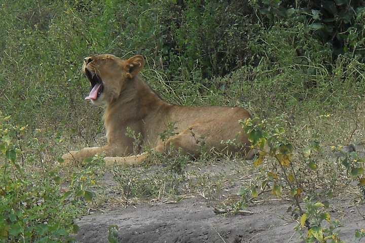 Chobe Full Day Safari Trip