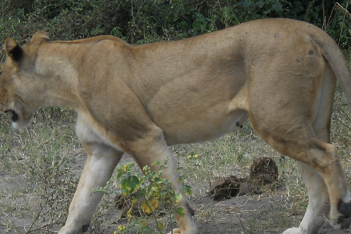 Chobe Full Day Safari Trip