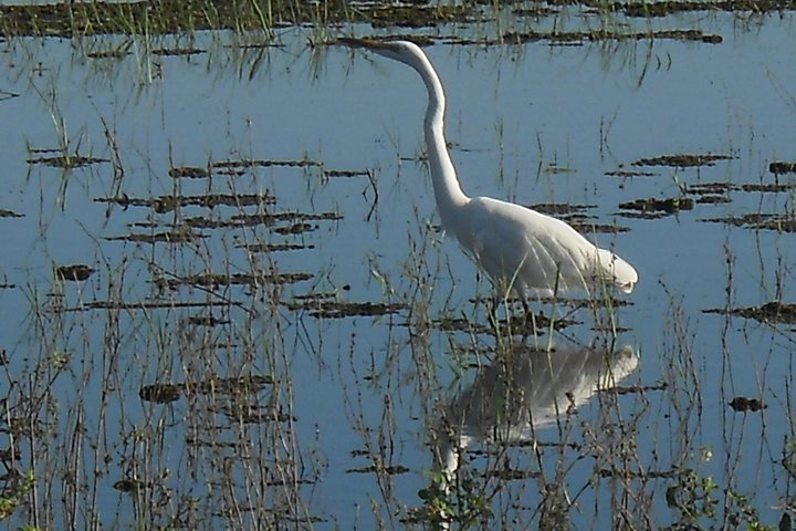 Chobe Full Day Safari Trip