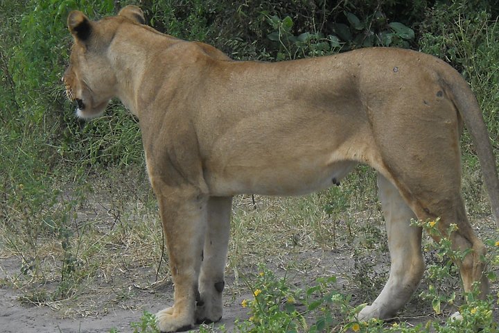 Chobe Full Day Safari Trip