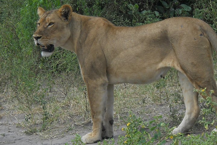 Chobe Full Day Safari Trip