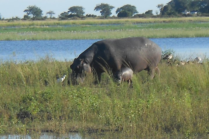 Chobe Full Day Safari Trip