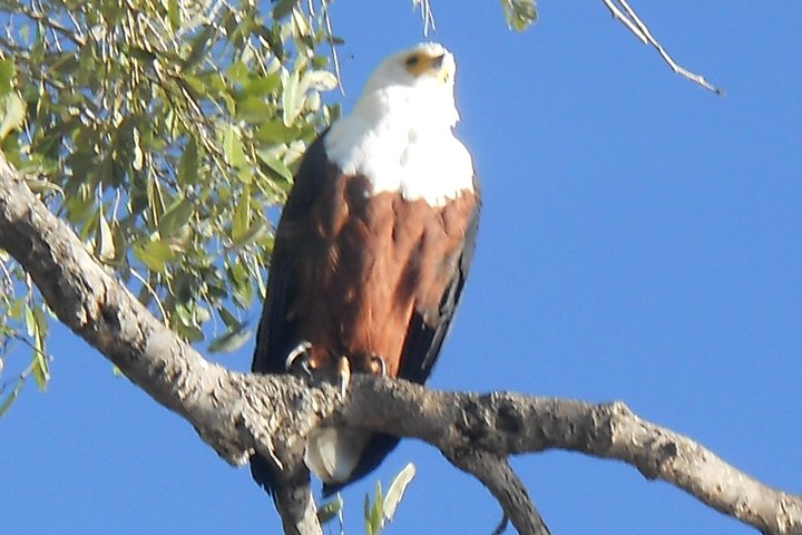 Chobe Full Day Safari Trip
