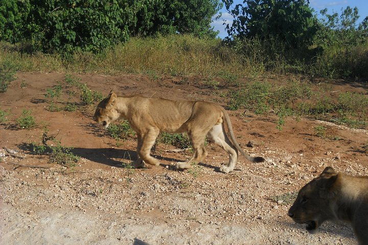 Chobe Full Day Safari Trip