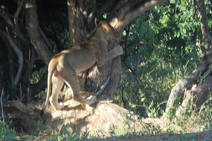 Chobe Full Day Safari Trip