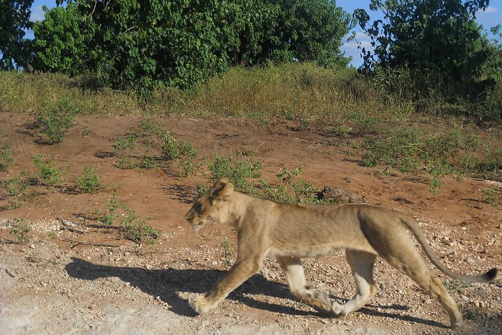 Chobe Full Day Safari Trip