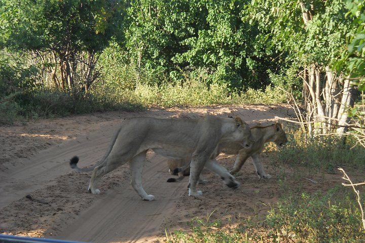 Chobe Full Day Safari Trip