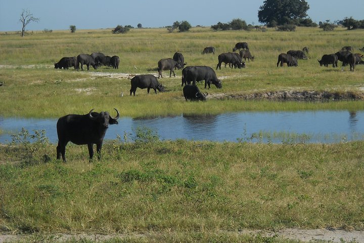 Chobe Full Day Safari Trip