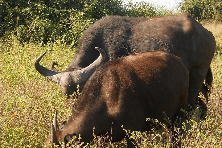 Chobe Full Day Safari Trip
