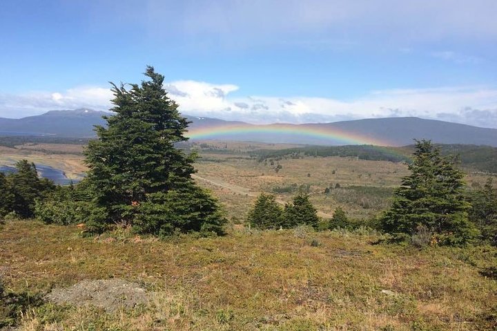 Punta Arenas and Magellan Strait Tour