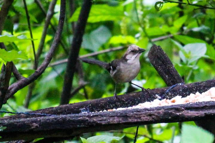 Birdwatching Tour in Giron and Yunguilla Jocotoco Reserve from Cuenca