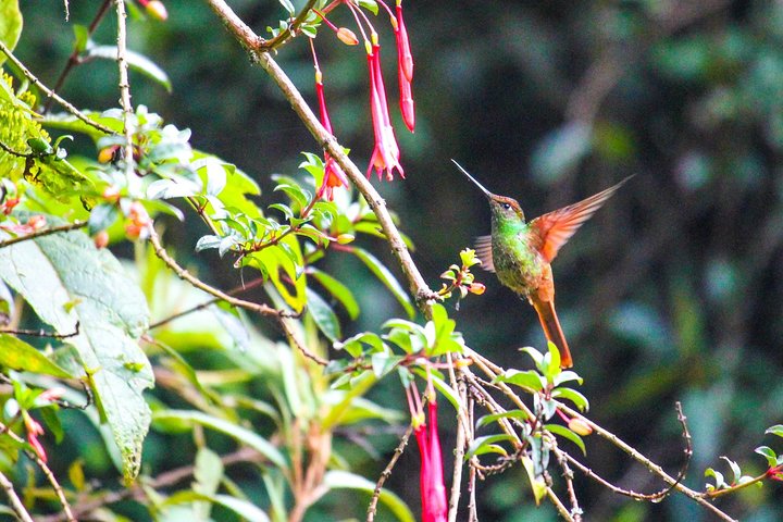 Birdwatching Tour in Giron and Yunguilla Jocotoco Reserve from Cuenca