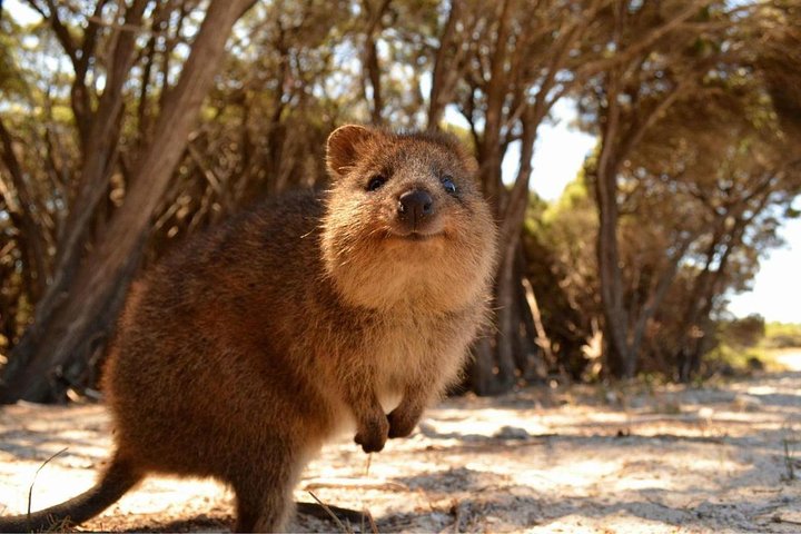 Rottnest Island Transfer Flights - by Plane