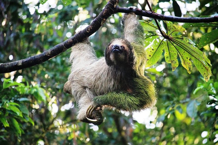 Arenal Volcano Full-Day Combo Tour with Lunch and Dinner