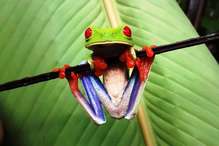 Arenal Volcano Full-Day Combo Tour with Lunch and Dinner