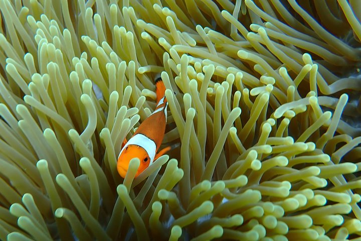 Snorkeling Day Trip To Lembongan and Penida