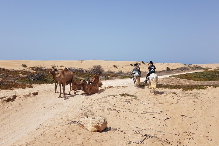 2-Hour Beach & Dunes Horse Ride in Essaouira (Day or Sunset)