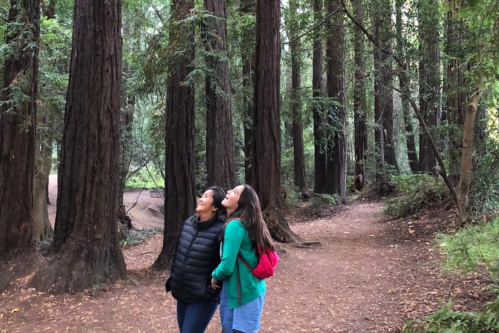 Redwoods of Marin and Mt. Tamalpais Walking Tour with Local Guide