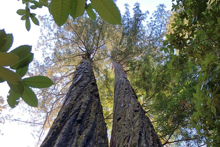 Redwoods of Marin and Mt. Tamalpais Walking Tour with Local Guide