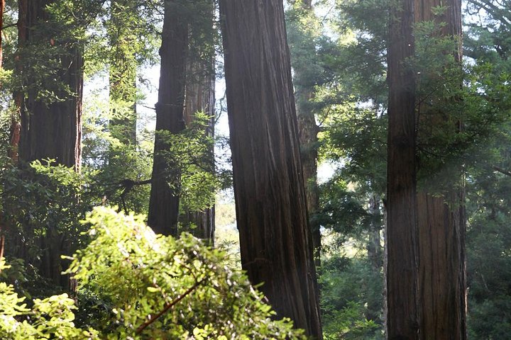 Redwoods of Marin and Mt. Tamalpais Walking Tour with Local Guide