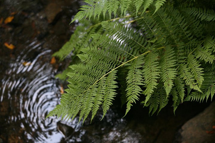 Redwoods of Marin and Mt. Tamalpais Walking Tour with Local Guide