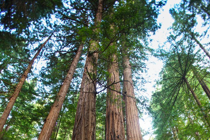 Redwoods of Marin and Mt. Tamalpais Walking Tour with Local Guide