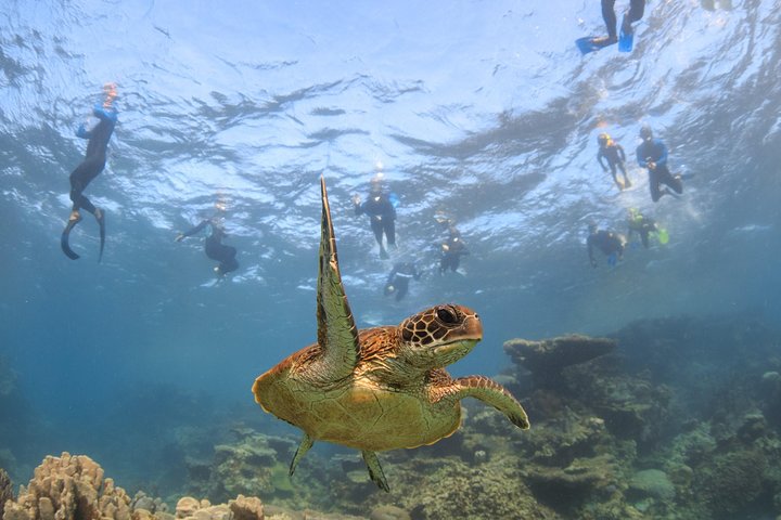 Coral Bay 3-Hour Turtle Ecotour