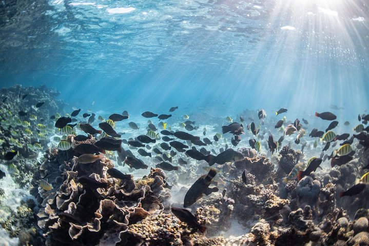Coral Bay 3-Hour Turtle Ecotour