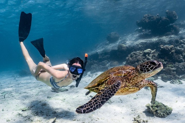 Coral Bay 3-Hour Turtle Ecotour